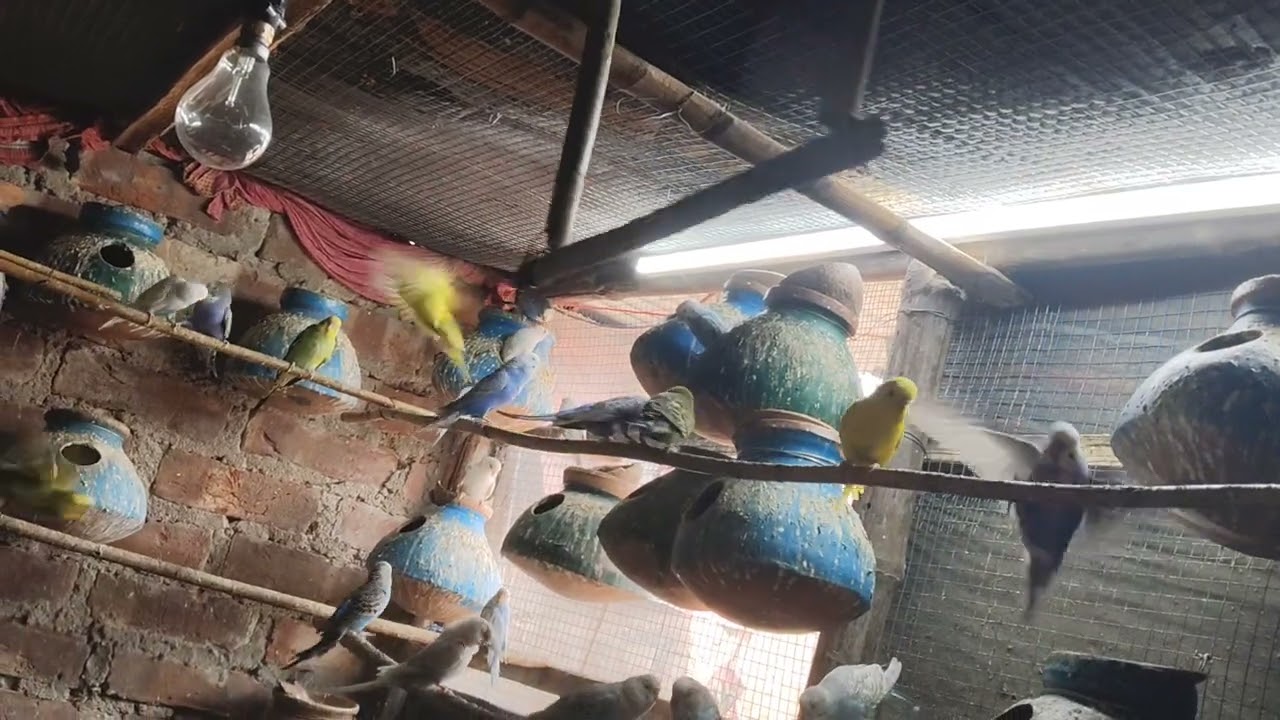 My New Birds🕊️ chanal  Please Support me 🙏