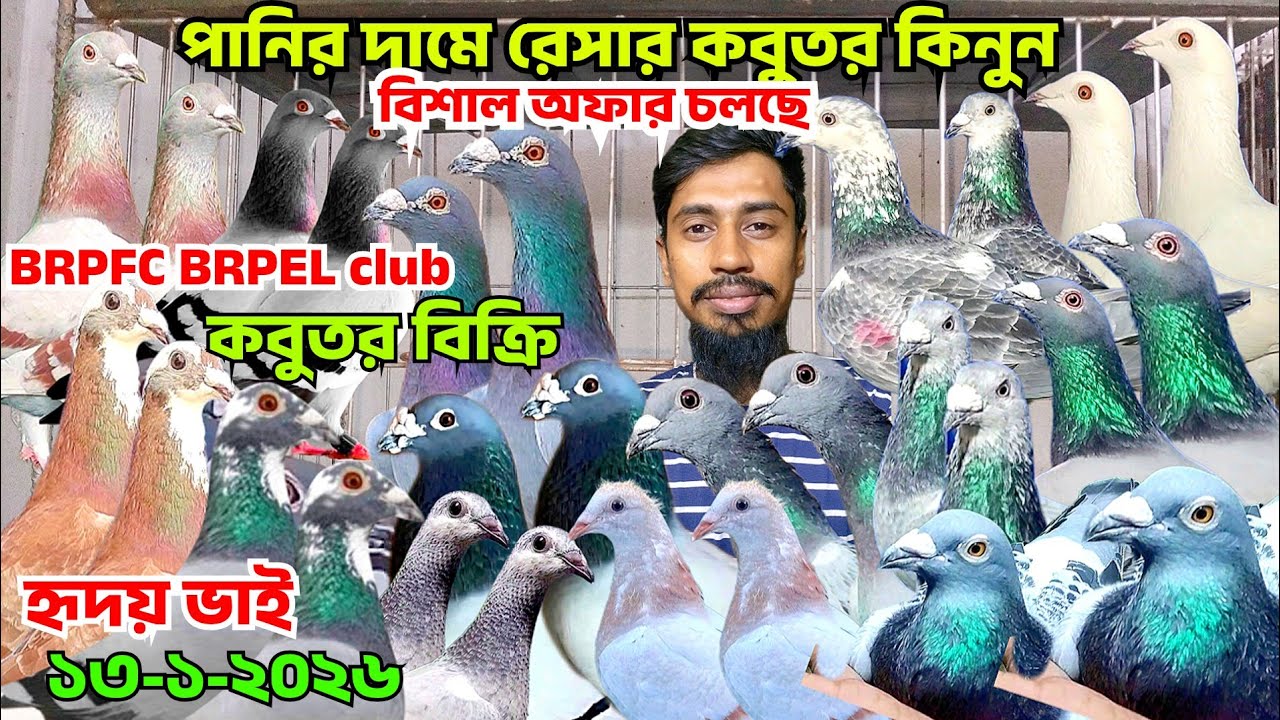 পানির দামে ক্লাবের আসল রেসার কবুতর কিনুন। ওরজিনিয়াল রেসার কবুতর বিক্রি হবে। হৃদয় ভাইয়ের কবুতর 