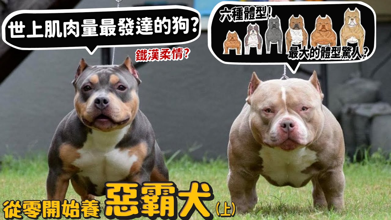 【從零開始養】惡霸犬(上)!世界上肌肉量最發達的狗?六種體型?最大體型驚人上百公斤?最小上不了樓梯?【許伯簡芝】American Bully