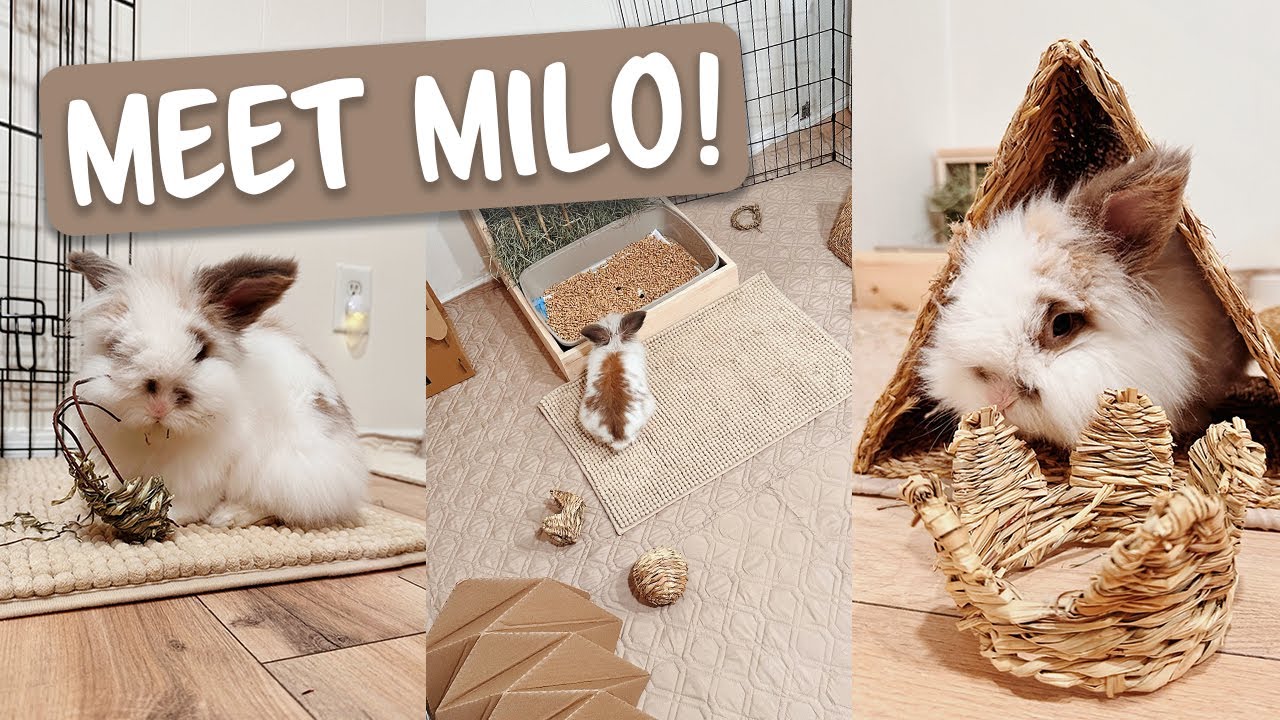 I adopted a rabbit! 🐰 Rabbit Adoption Vlog