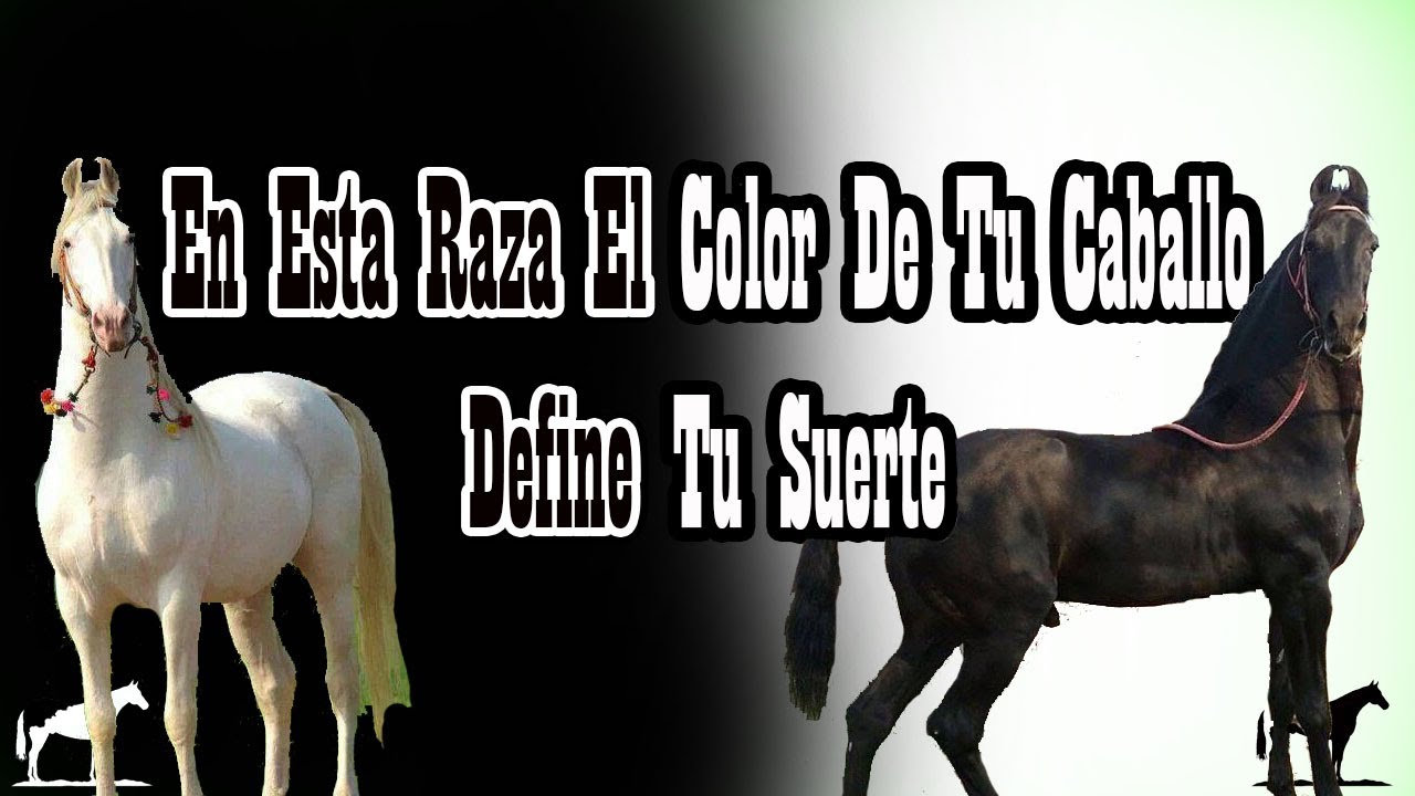 La Raza Marwari (No pueden salir de la India)🐴-Del Cerro Soy
