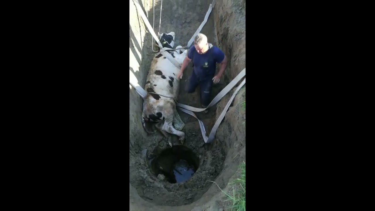 Byk wpadł do studni