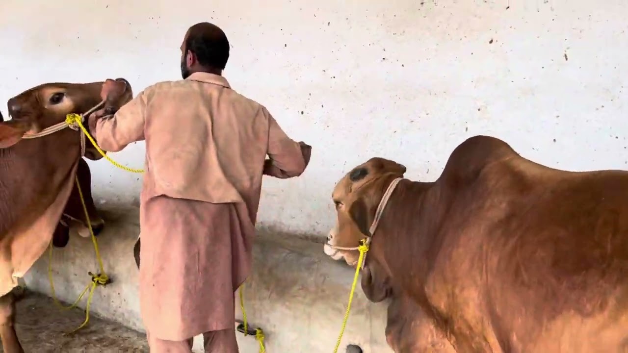 Biggest Bulls of Bella Cattle Farm Peshawar #alamgirbagh #bakramandi2023 #kurbani2023 #multanmandi