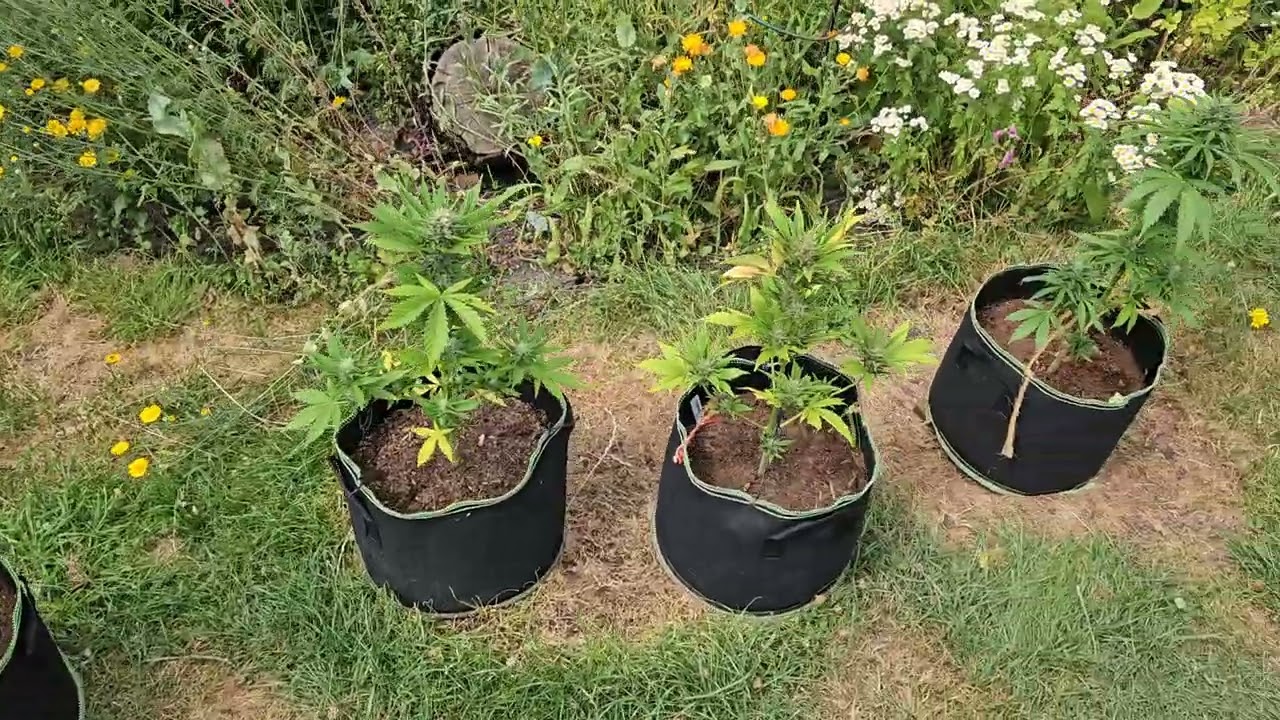 Ernte in Sicht? Outdoor Fastbuds Auto Grow 💪