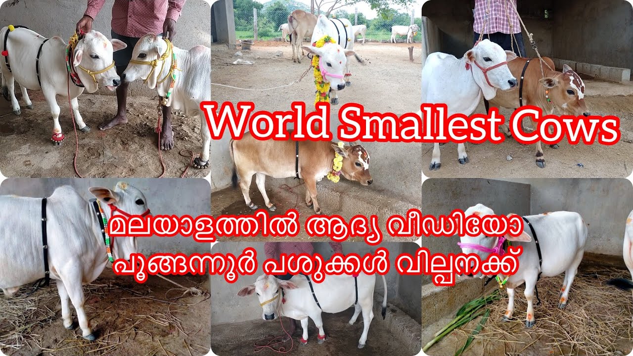PUNGANUR COWS|പുങ്ങന്നൂർ പശു| ലോകത്തെ ഏറ്റവും ചെറിയ പശു |Jai Gomatha Bhagavad Gita Goushala|