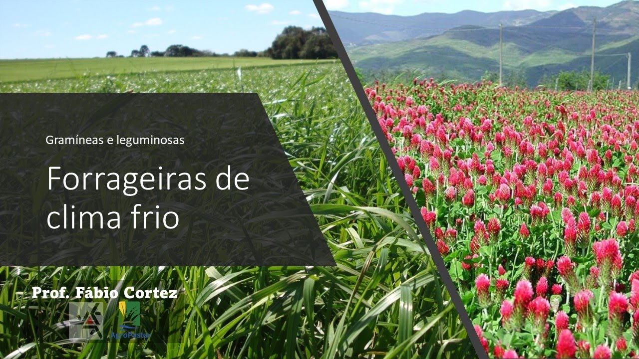 Forrageiras de clima frio (temperado)