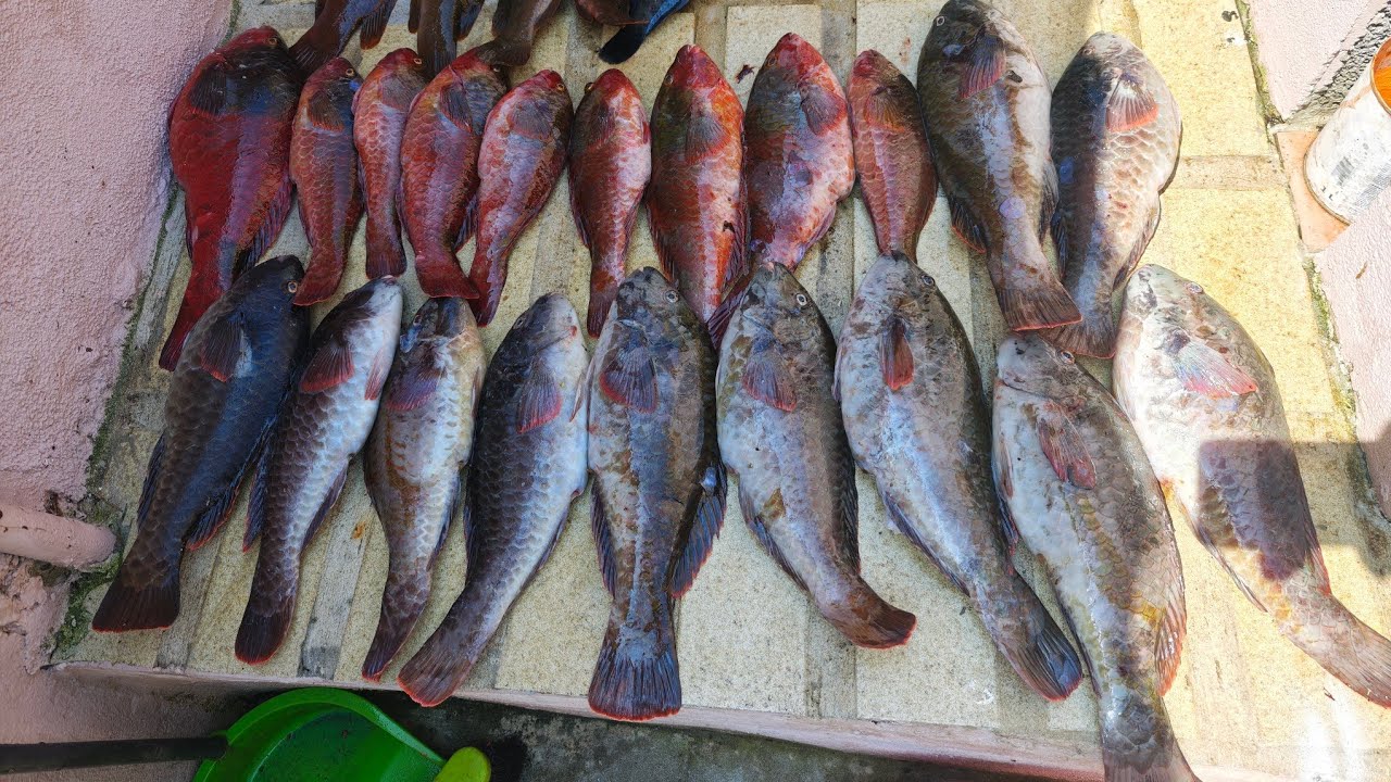 Boa pesca as vejas dos Elites 10-06-2025