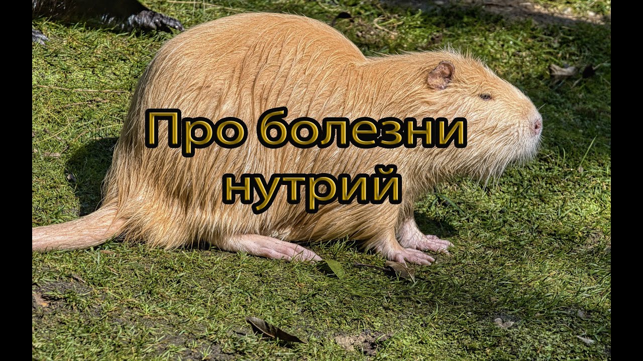 ПРО БОЛЕЗНИ НУТРИЙ. Отвечаю на ваши вопросы.
