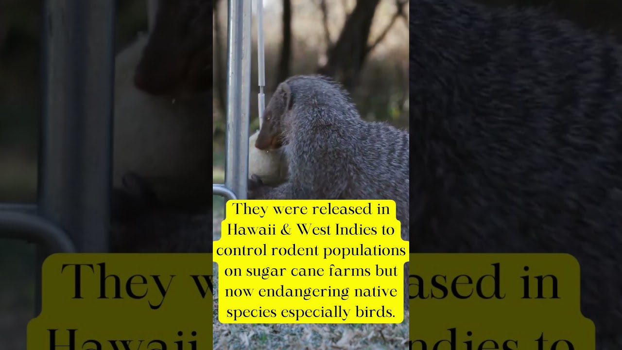 3 facts about the mongoose you need to know! #shorts #animalfacts #funfacts