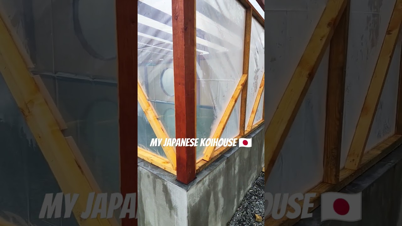 winter covers are on | Japanese koi house 🇯🇵 