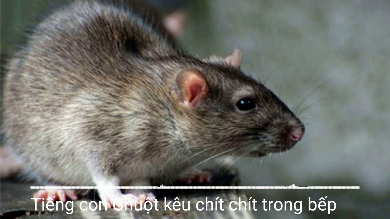 Tiếng con Chuột k&ecirc;u ch&iacute;t ch&iacute;t trong bếp