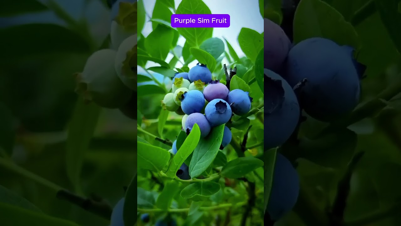 Purple Sim Fruit #purpleberry #shortvideo