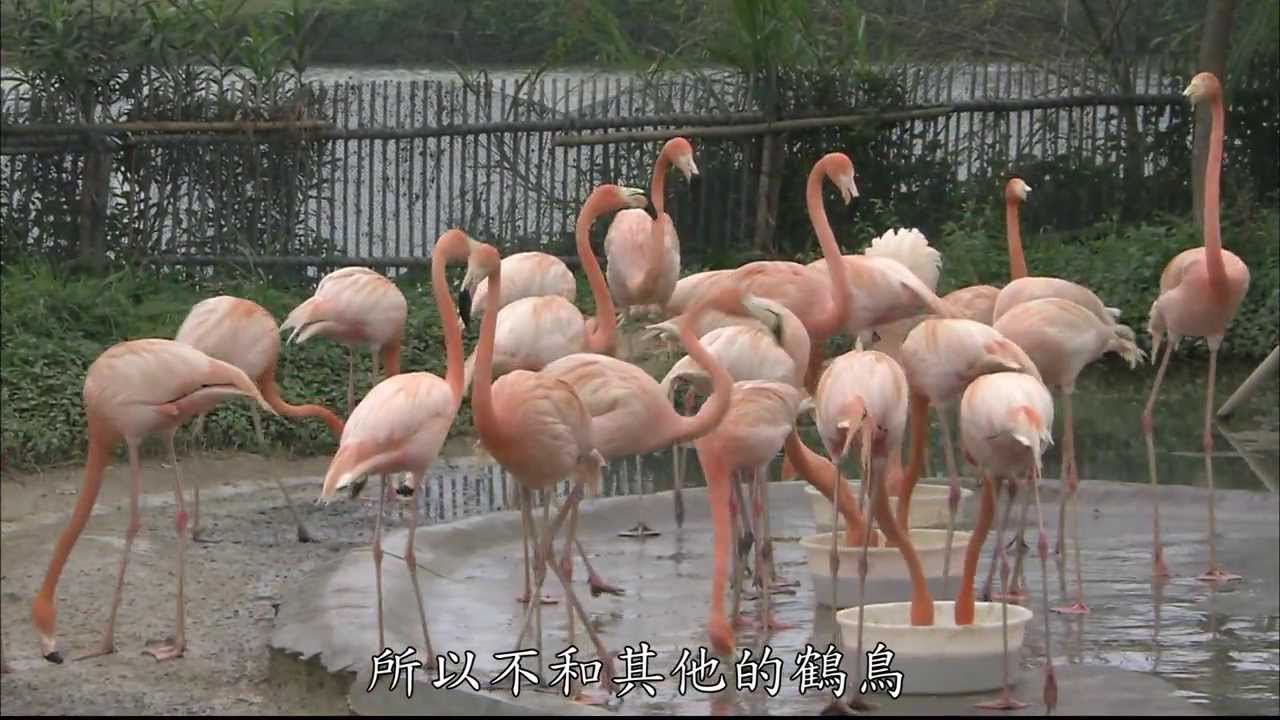 【大陸尋奇#1314】粵鄉十方(十二) 廣東肇慶 Pt1/3 #跟我一起 #宅在家