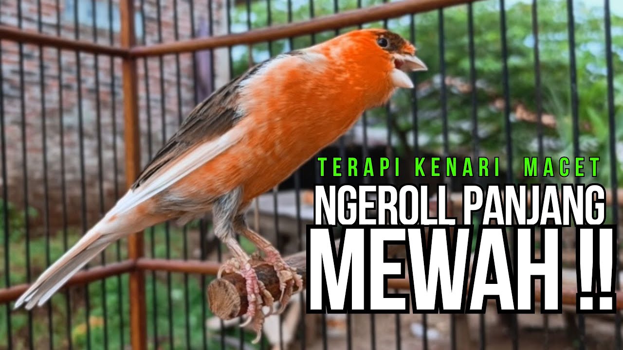 CUIT Cuit Kenari GACOR ngerol PANJANG AMPUH untuk PANCINGAN & MASTERAN Kenari PAUD cepat BUNYI