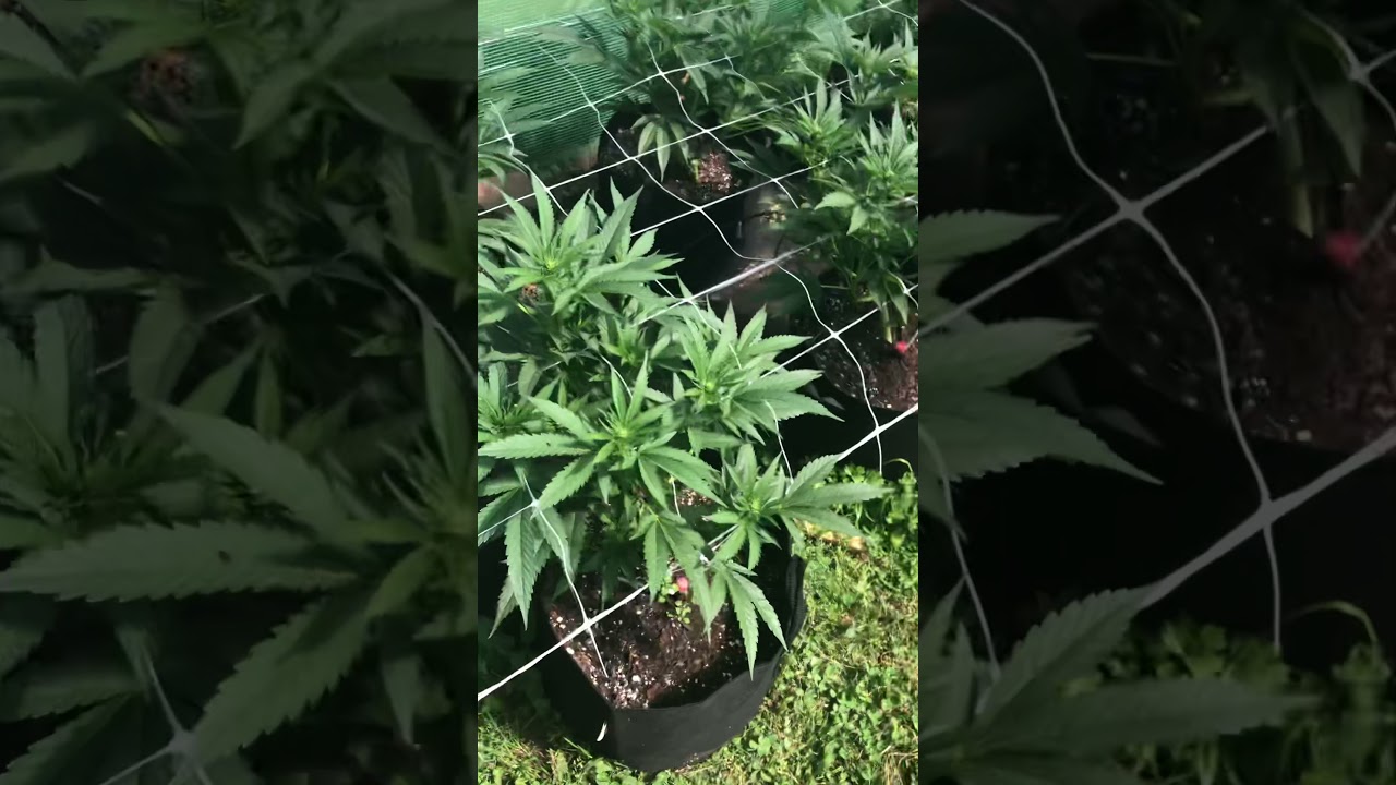 Pink runtz strain