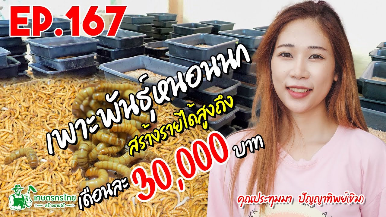 เพาะเลี้ยงหนอนนก สร้างรายได้ขั้นต่ำ เดือนละ 20,000 บาท l  เกษตรกรไทย สร้างรายได้ Ep167
