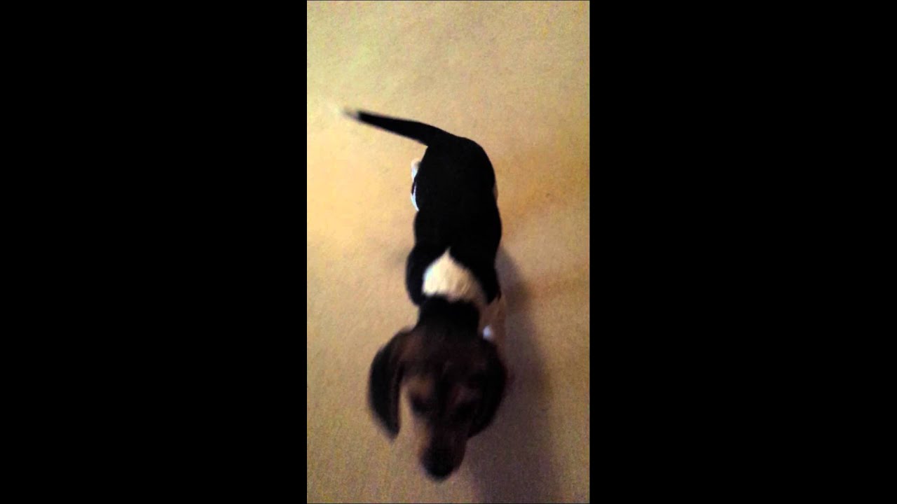 Chiot Beagle 2mois et demi