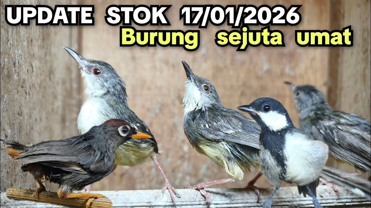 Burung Sejuta Umat❗❗❗ UPDATE STOK 17/01/2026❗❗❗