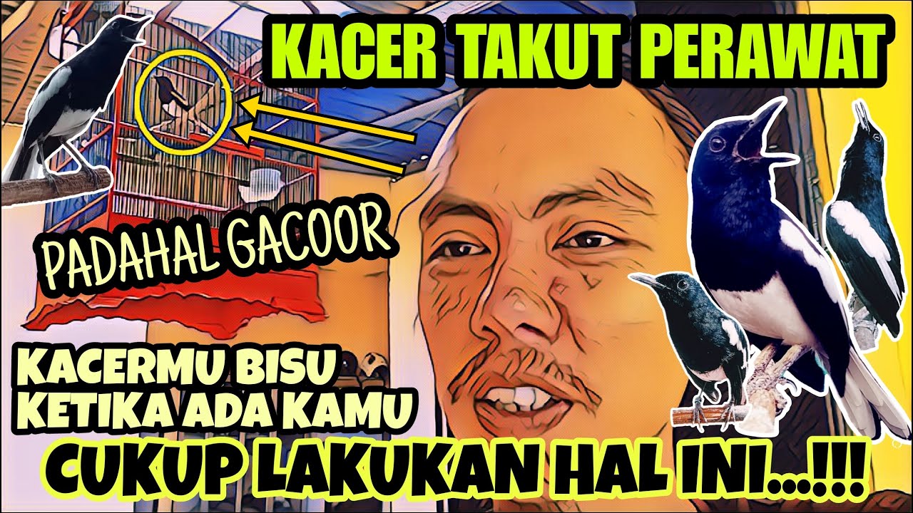 TIPS MUDAH DAN SIMPEL, CARA MERAWAT KACER GIRAS AGAR TETAP GACOR