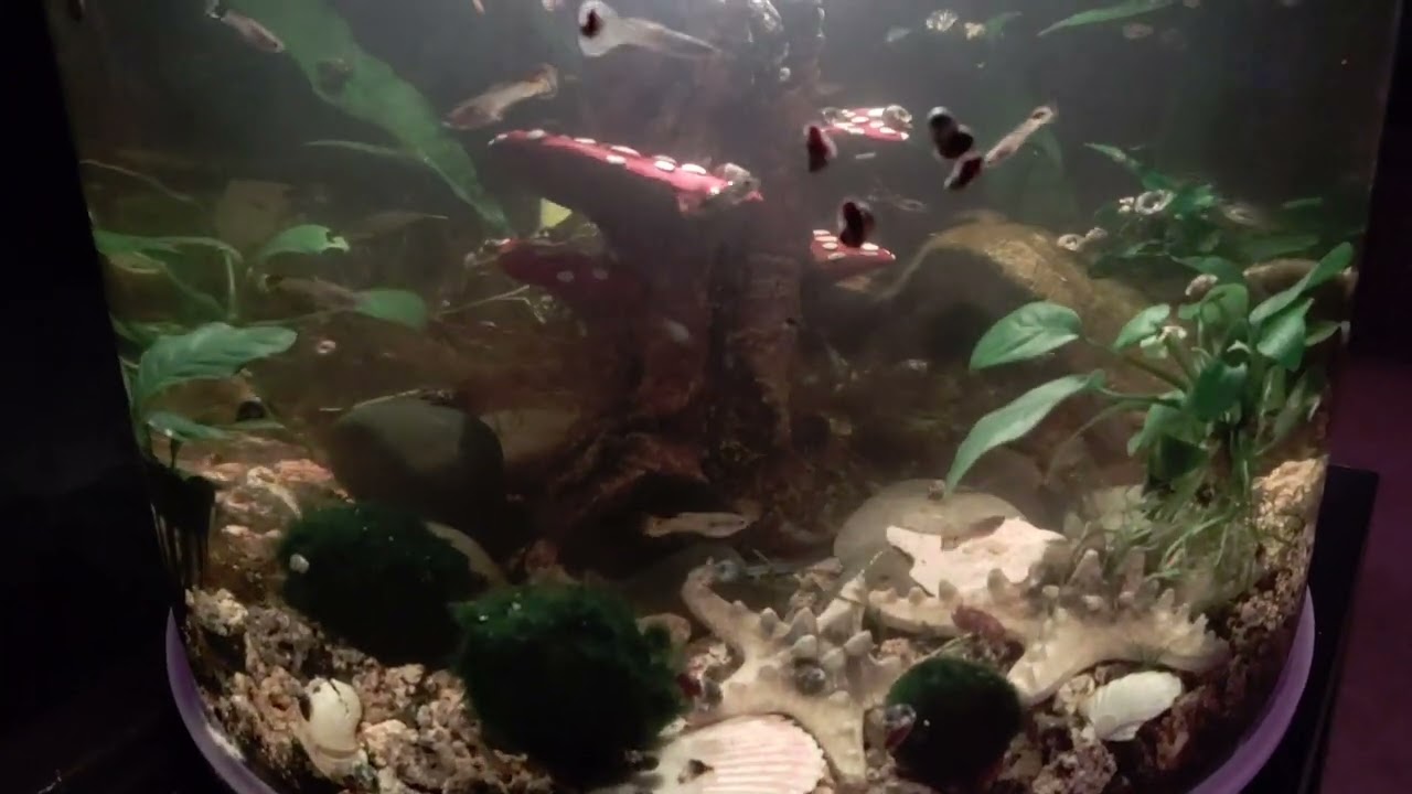 Guppies in BiOrb Tube Tank!