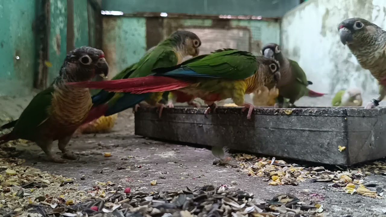 #greenchickkannur #birds #pineapplekannur #parrot 