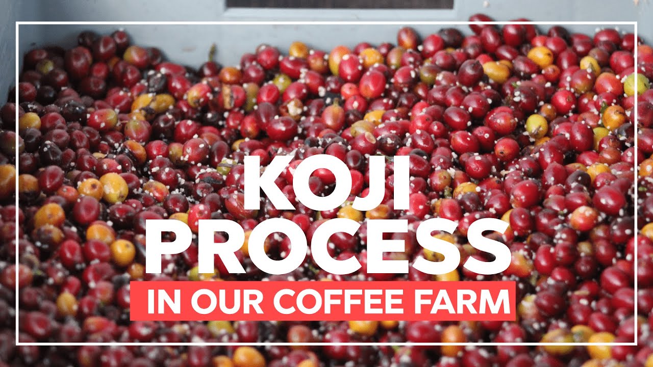 🍄 How do we process the Koji? 🌲☕