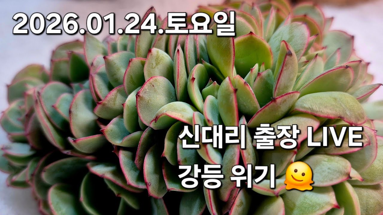 고양 구름다육 라이브 방송