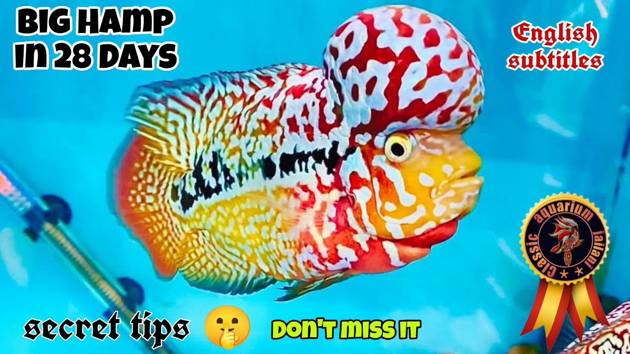 Kamfa Grooming Secrets tips in Tamil | FlowerHorn Baby | classic Aquarium