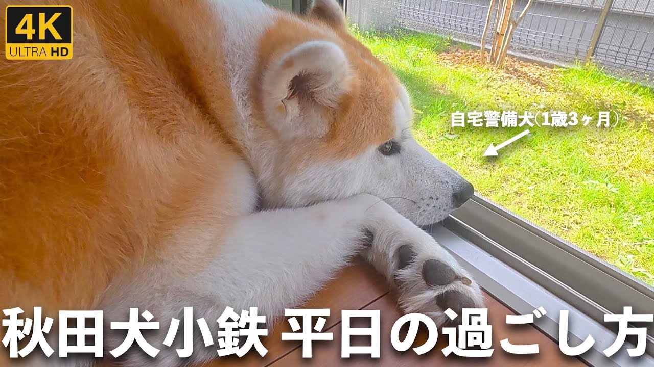 秋田犬こてちゅ平日の過ごし方