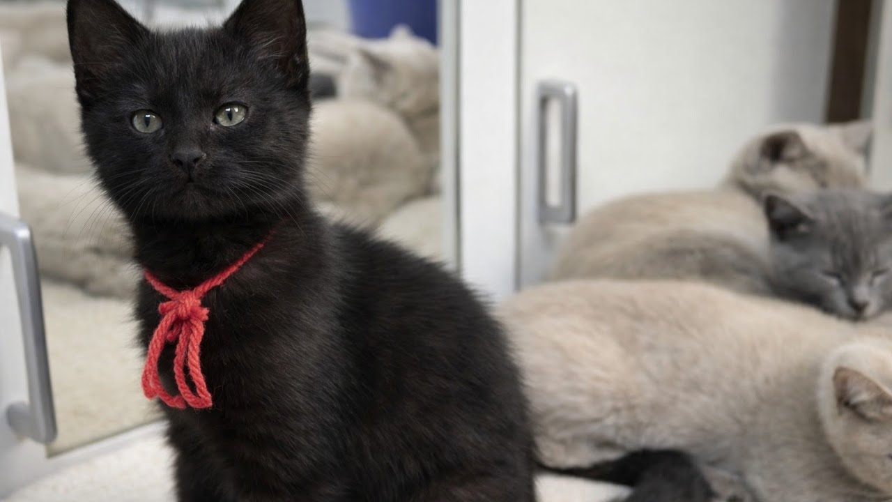 B&uuml;y&uuml;k Değişim 🐱Yavru Kedi Gecenin 4. Aydaki Gelişimi B&ouml;l&uuml;m 2 b🐾 Minik Patiler Nasıl  Değişti ? 💯✅