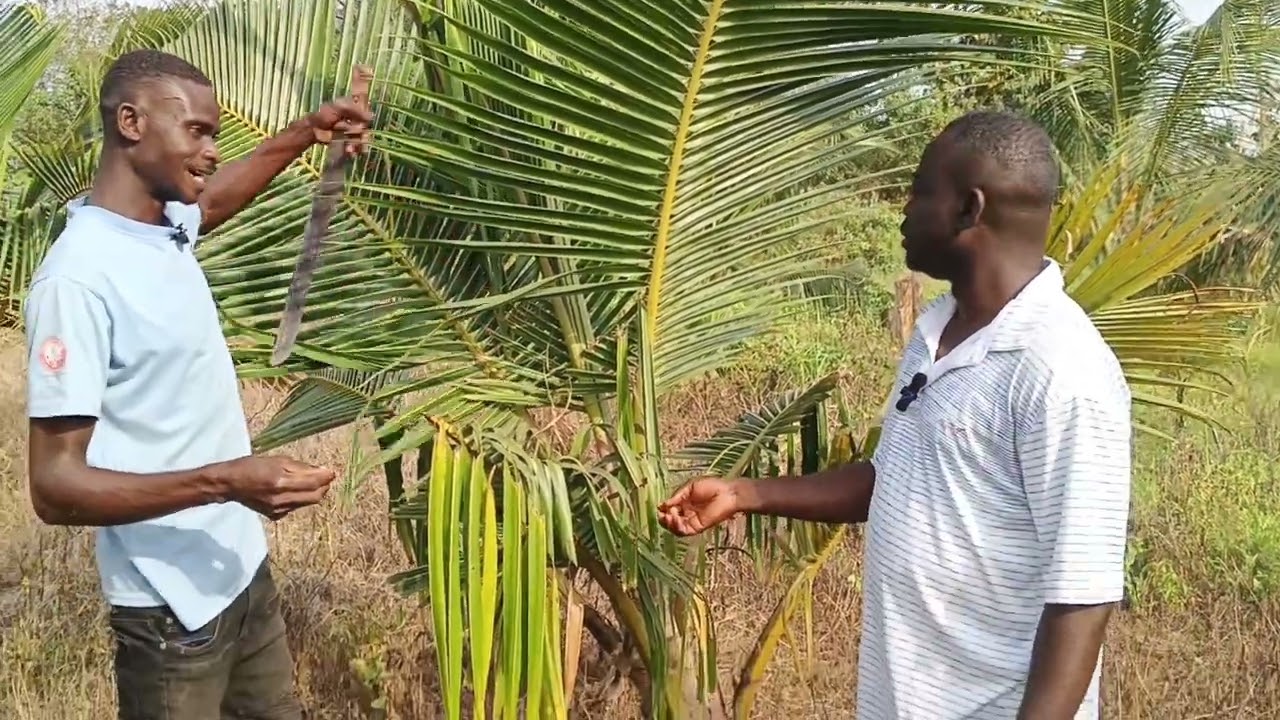 Productive coconut farming business. How do I get it right Pt 1?
