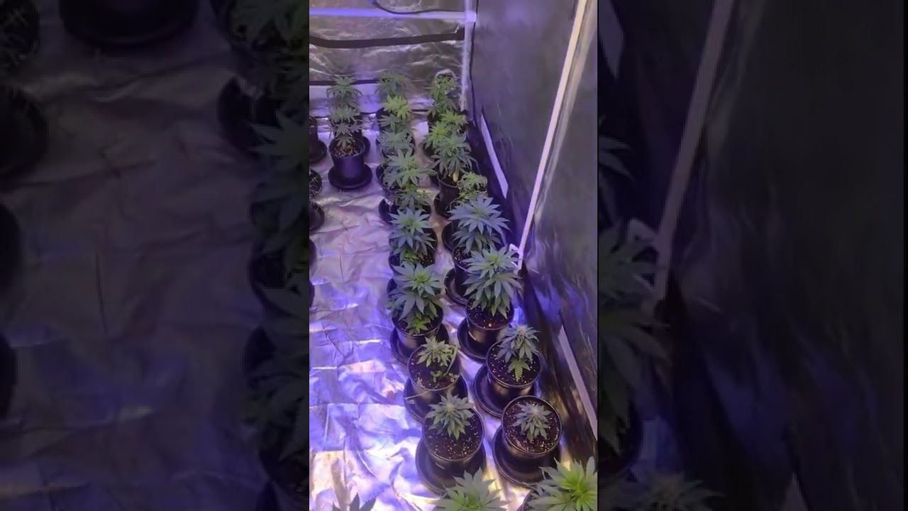 White Whale CBG Grow Update