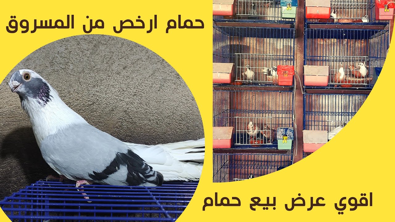 عرض#بيع سلاكه#حمام اقوي المستويات ارخص#الأسعار ابن البربير٠١٠٢٧٨٨٨١٤٠ @SINOOO1