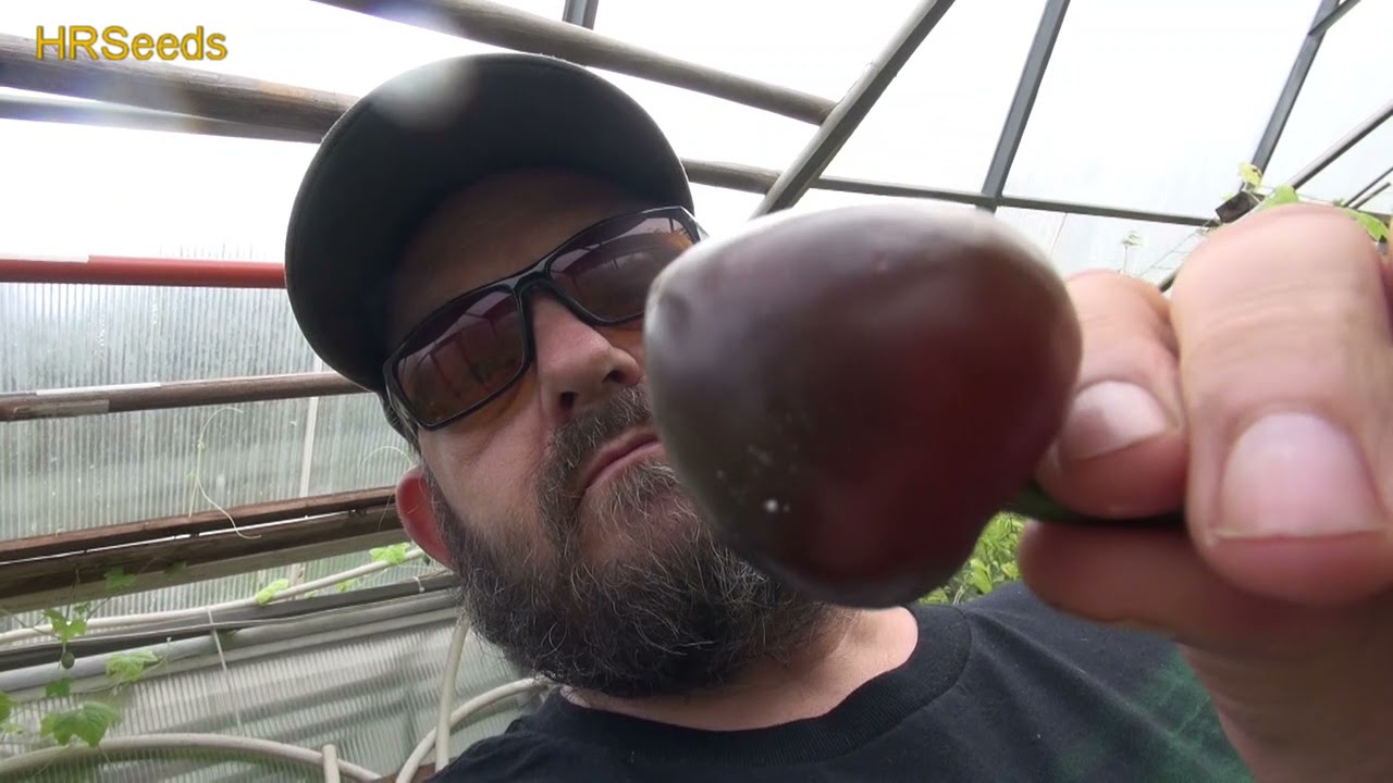 ⟹ Cascabel Pepper | Capsicum annuum | Pod Review