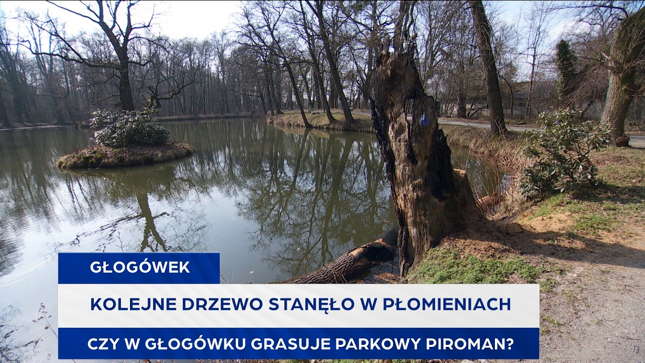 Kolejne drzewo stanęło w płomieniach. Czy w Głogówku grasuje parkowy piroman?