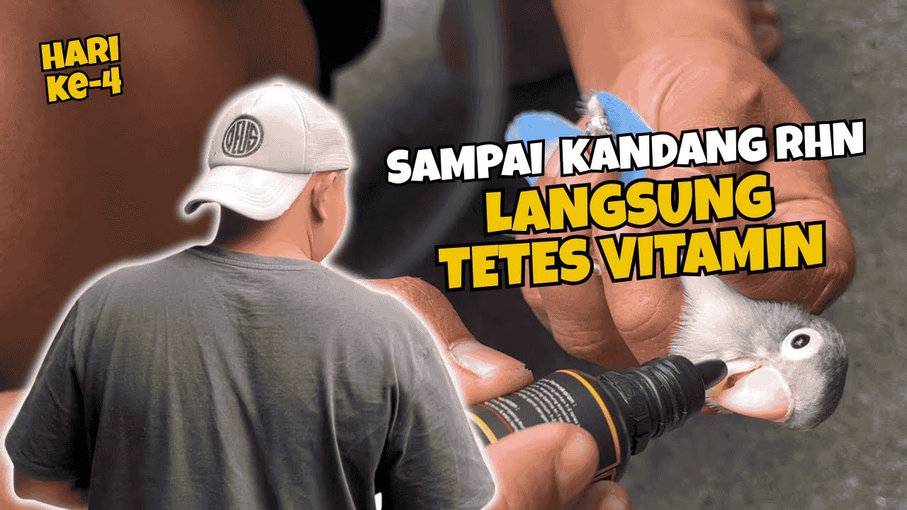 HARI KE-4 SESAMPAINYA DI KANDANG RHN,LOVEBRD LANGSUNG DI TETES VITAMIN I RHN PH SF BENGKAYANG