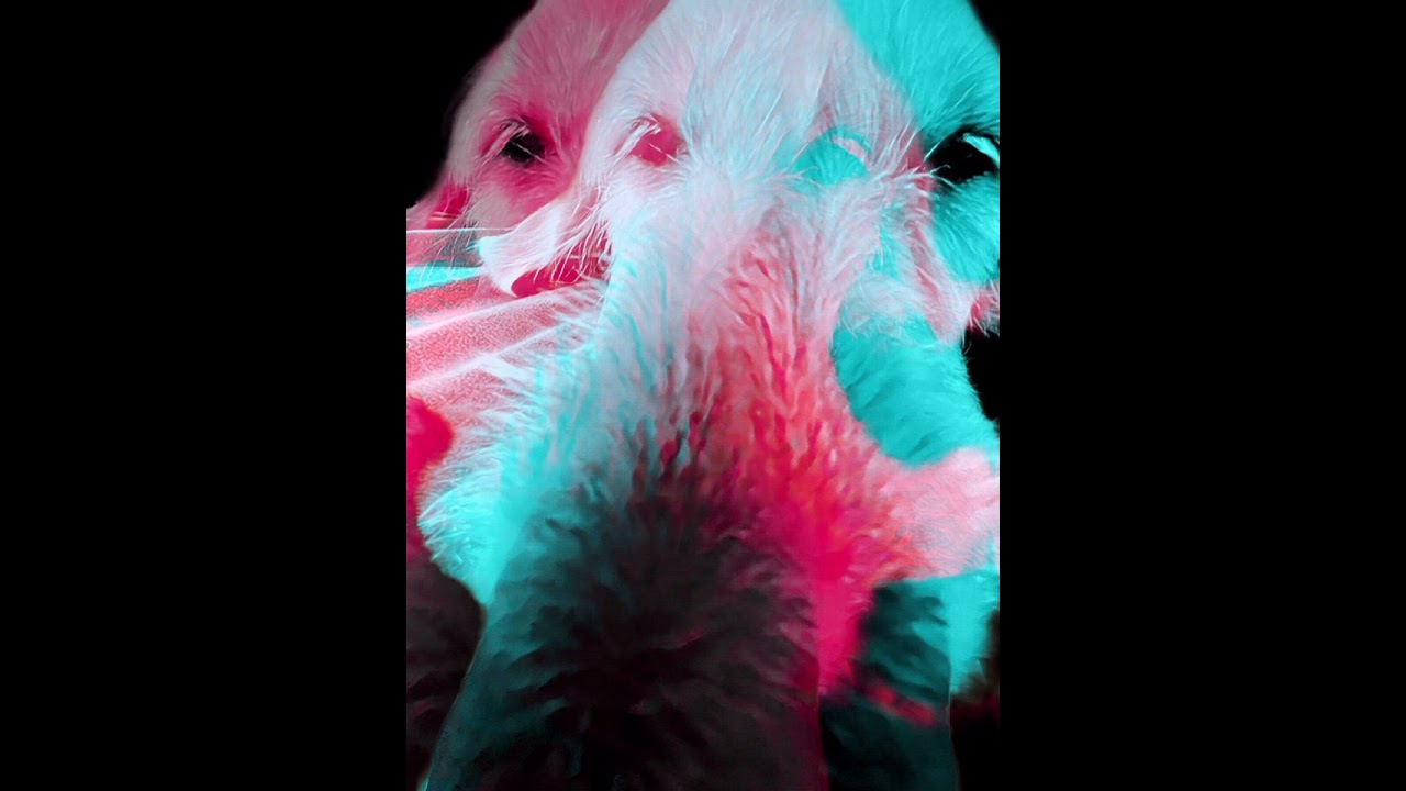 【我灵魂的狗身】 凯瑟琳&middot;威廉姆斯, 翻译：黄岚 🐶 Katherine WilliamsTHE DOG BODY OF MY SOUL#poetry #dogpoetry #mandarin
