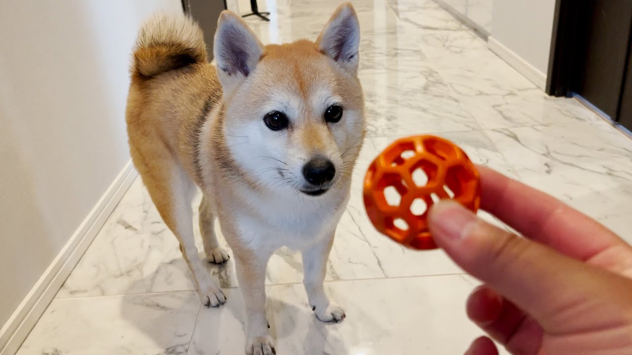 ボール遊びが下手すぎる柴犬