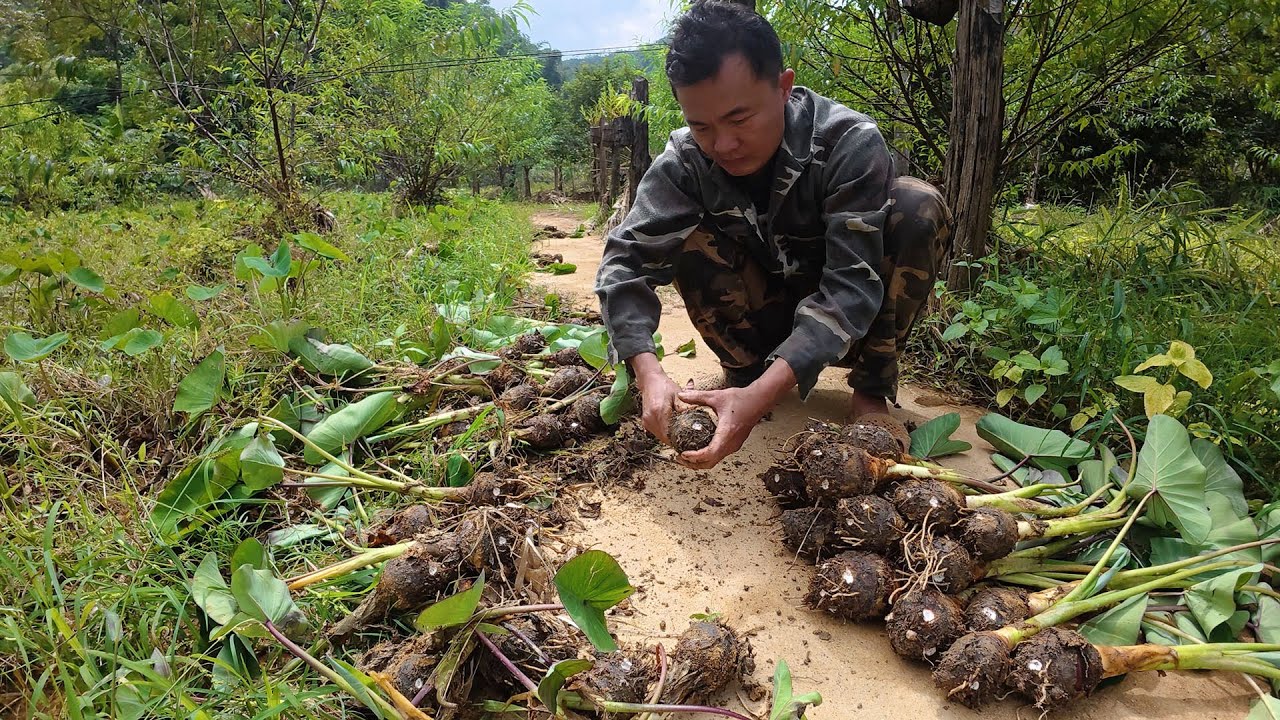 Khổ anh nông dân chỉ được ăn củ nhỏ củ to mang đi bán , cuộc sống tự nhiên