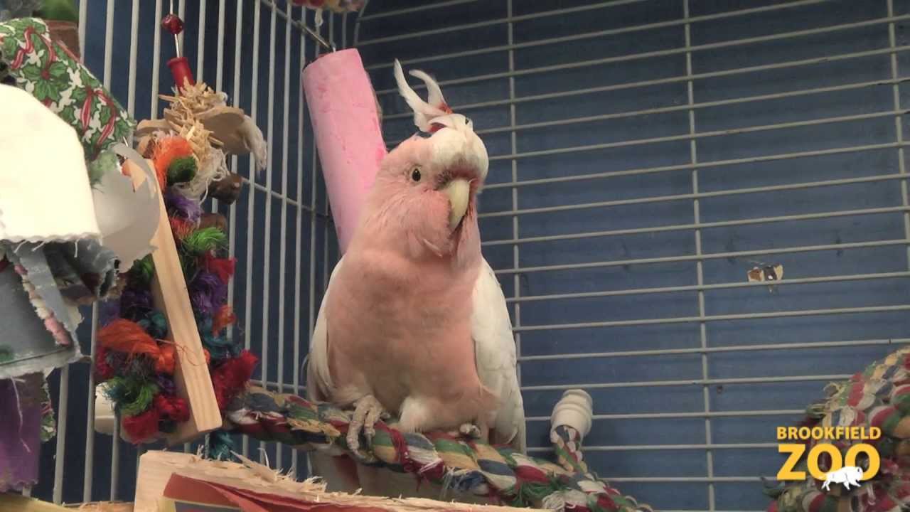 Cookie Cockatoo 80th Birthday Celebration