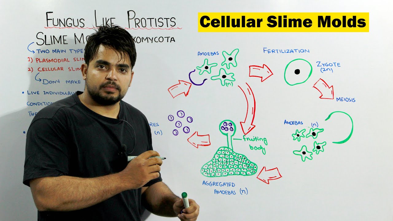 Fungus Like Protists |Cellular Slime Molds/ Myxomycot|