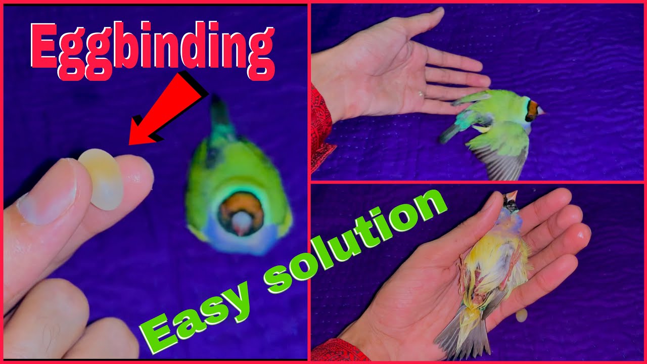 Eggbinding problem in gouldian finches and easy solution #eggbinding #finches #birds