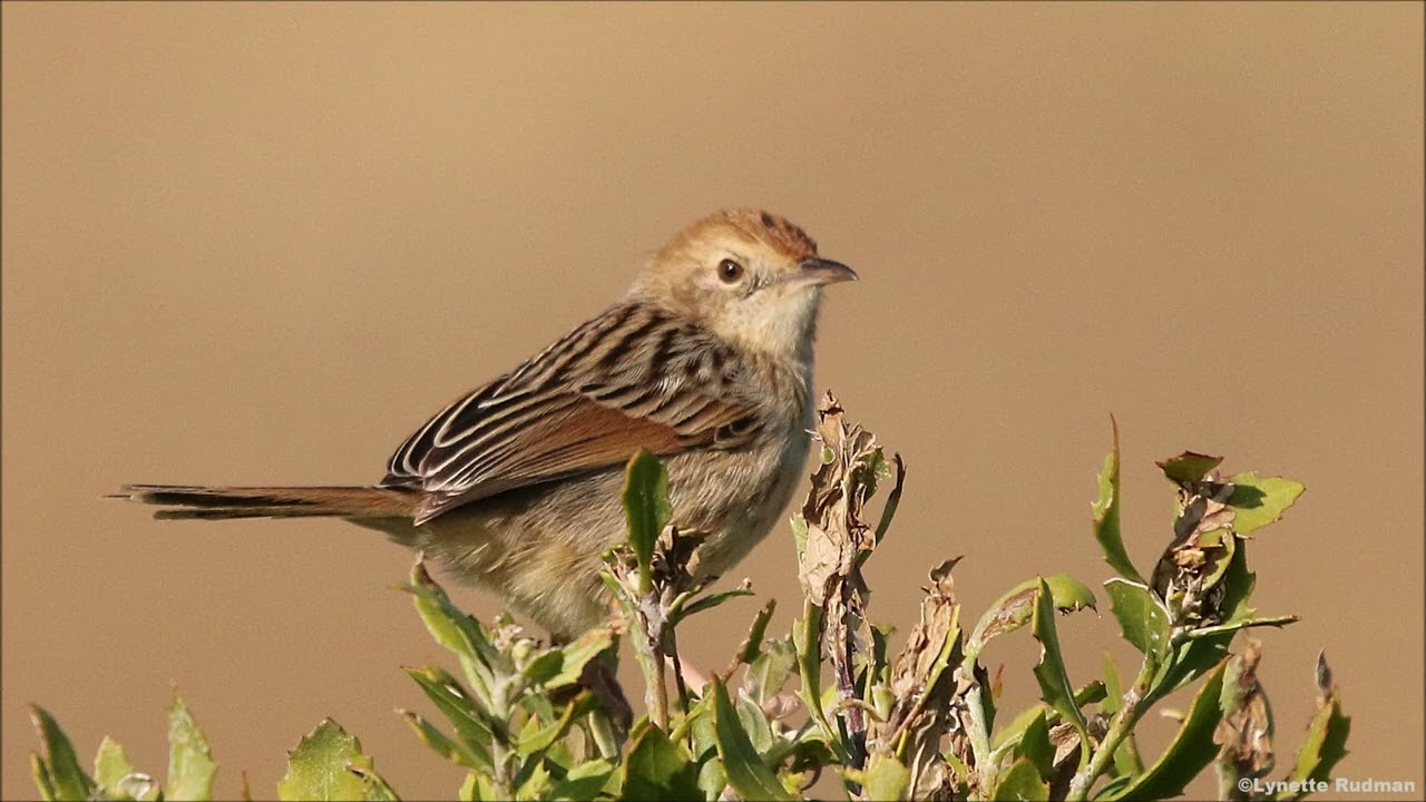 Wailing Cisticola calls