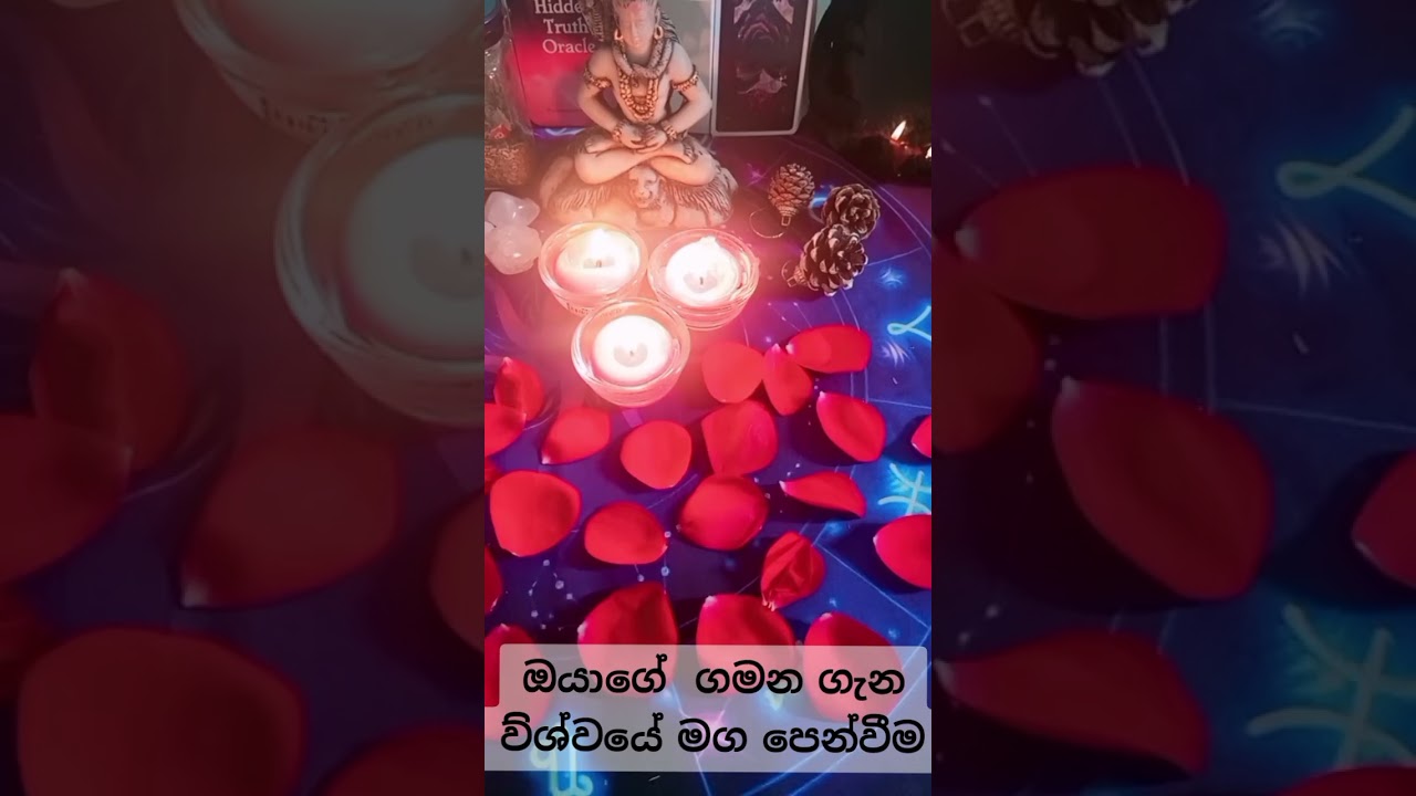 ඔයාගෙ ගමන ගැන  විශ්වයෙන්  මොකද කියන්නේ?tarrot #viral #fpyyyyyy #fortuneteller#ppppppppppppppppppppp#