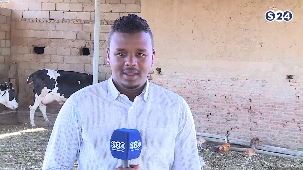 انتاج الألبان بمشروع كوكو الزراعي - صوت الارض