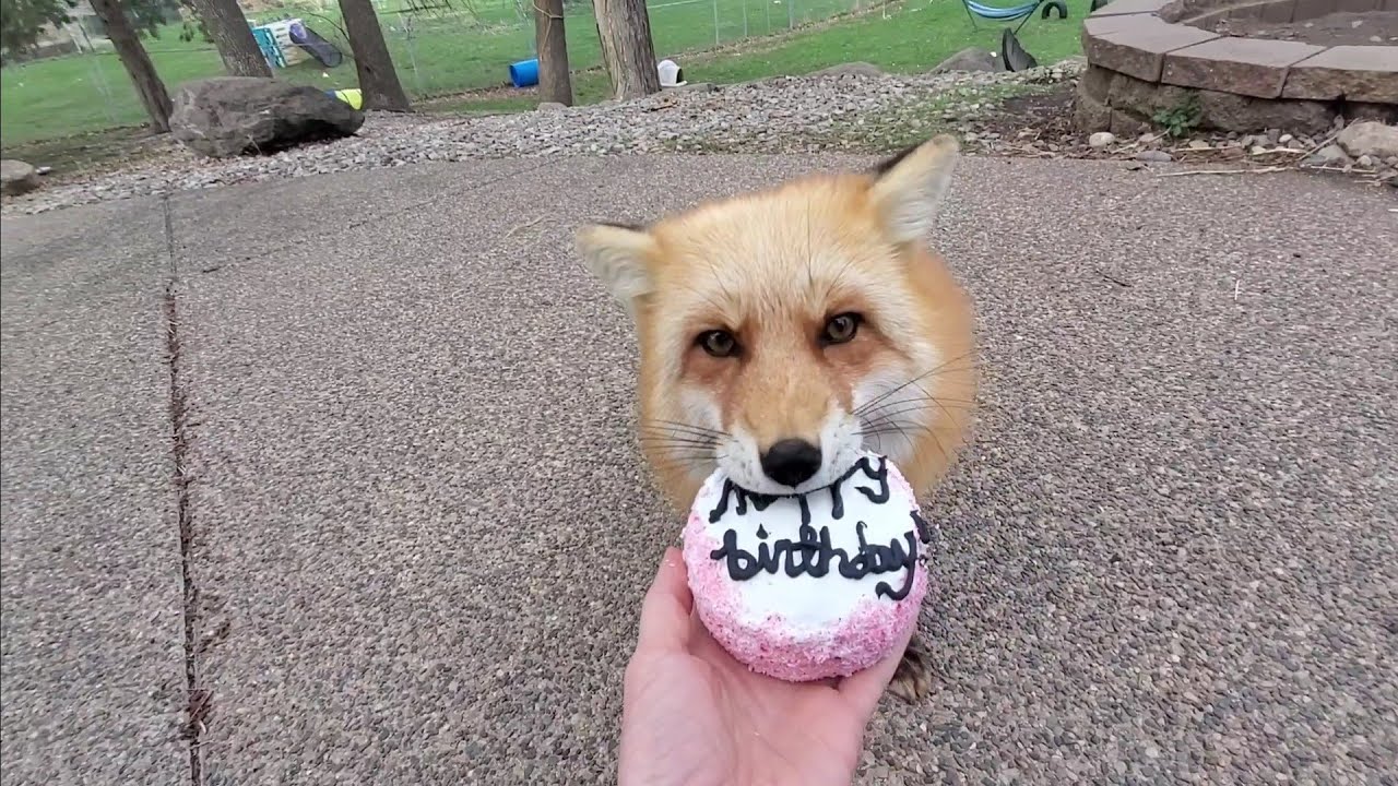 DixieDo fox 🦊 4th birthday 🎂