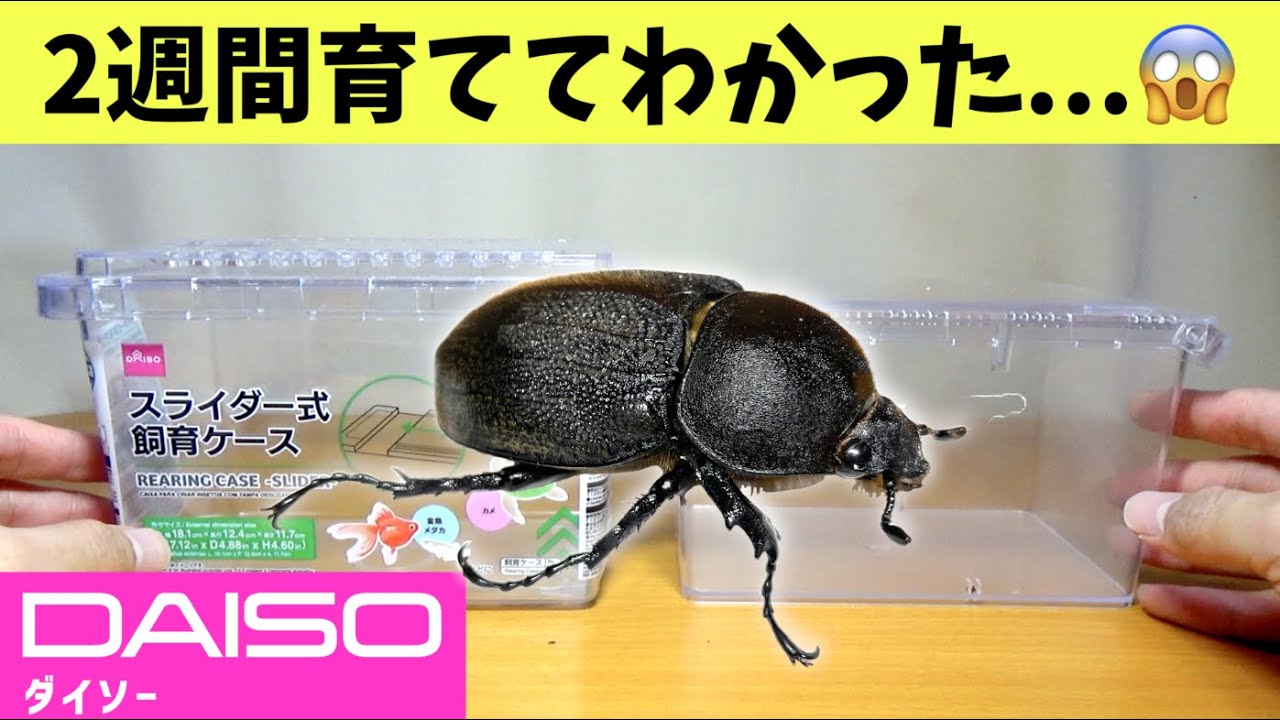 【※注意】100均のクリアスライダーを買う前に見てほしい比較