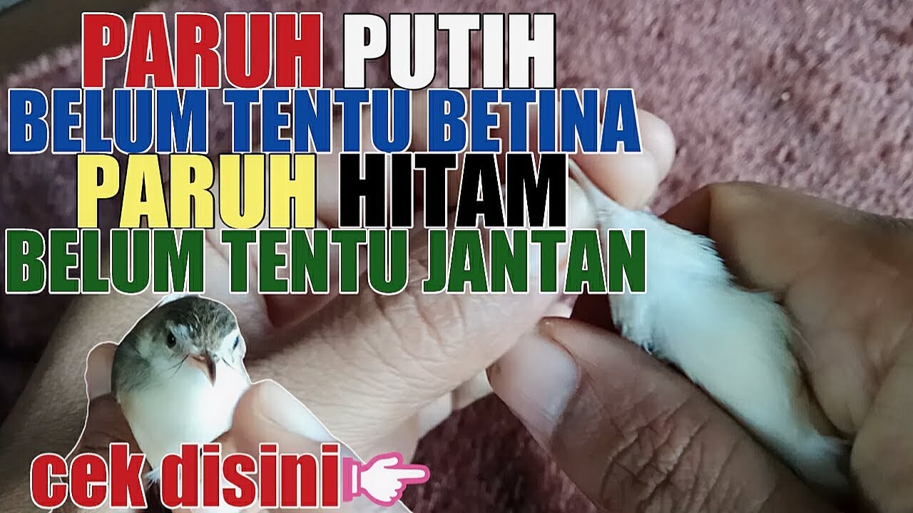 PARUH PUTIH BELUM TENTU BETINA PARUH HITAM BELUM TENTU JANTAN || REVIEW CIBLEK SAWAH BETINA