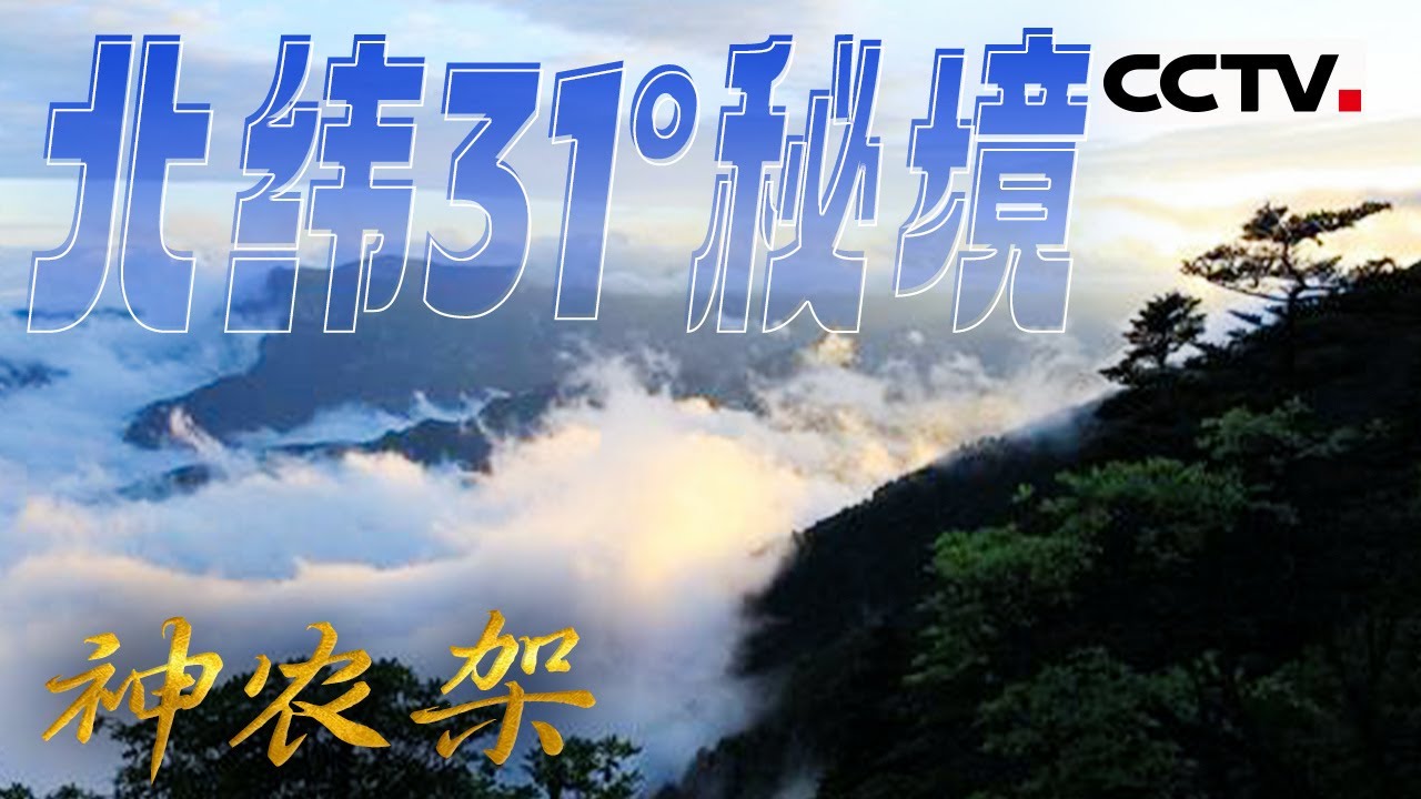 走进神秘的神农架！北纬31°秘境 在这里生活着中国十分之一的野生动物【CCTV纪录】