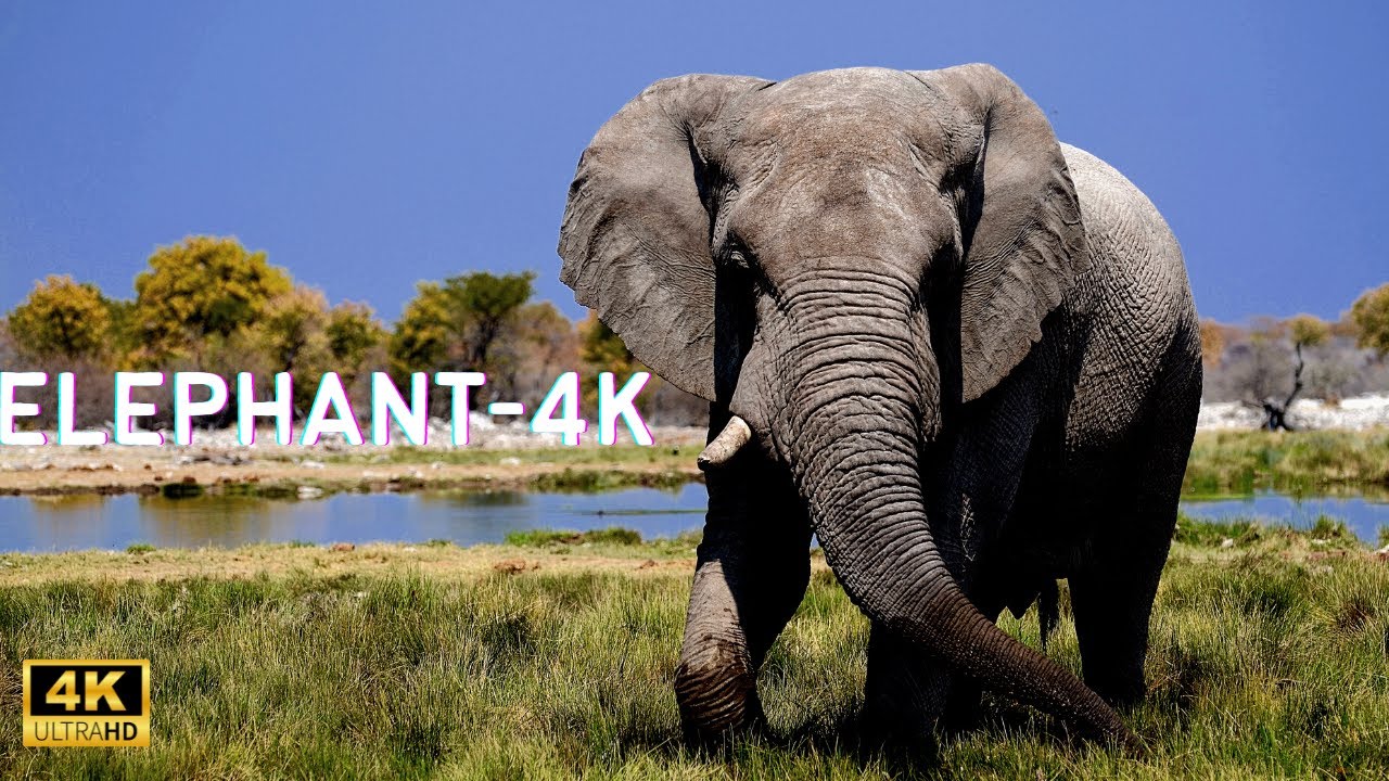ELEPHANT -4K: The Gentle Giants of the Animal Kingdom